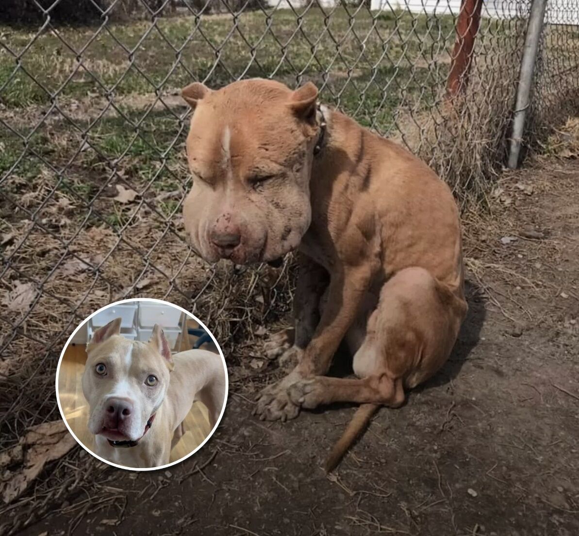 Puffy-Cheeked Dog Left Tied To Fence Reveals A Beautiful Face After Rescue