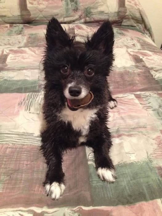 Felix the Cat… Er… Dog