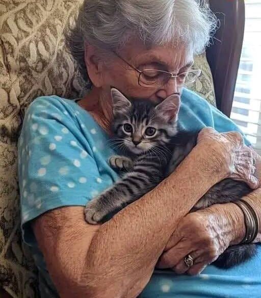 MY 77-YEAR-OLD MOTHER-IN-LAW GOT A KITTEN—IS THIS A RECIPE FOR DISASTER?