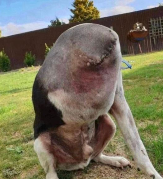 People Are Confused Over This Photo Of A ‘Headless’ Dog