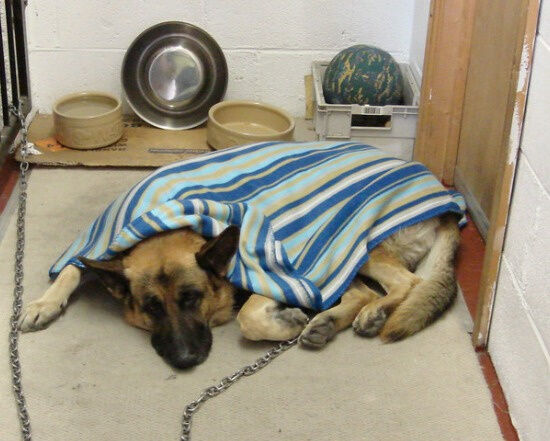 Malnourished, Abused Dog Turns Up at Family’s Porch on Winter Night