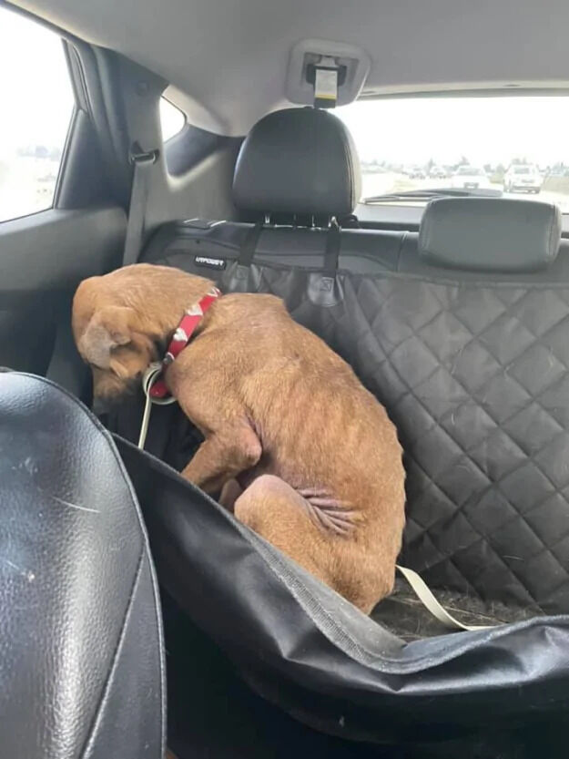 After Being Saved Just 48 Hours Before Euthanasia, This Dog’s Transformation Will Move You to Tears