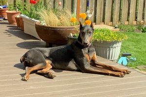 Older Dog Ends Up in Shelter After Owner Dies, Finds Family That Helps with Her Mobility Issues