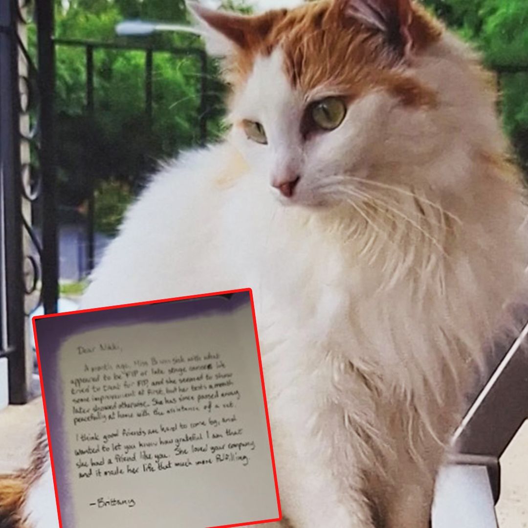 Woman discover note from neighbor attached to cat’s collar and doubles over laughing