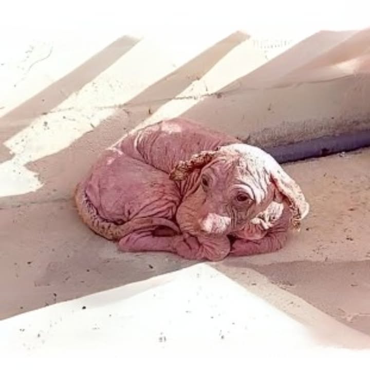 The dog was found in an abandoned house, the owner abandoned him and left him