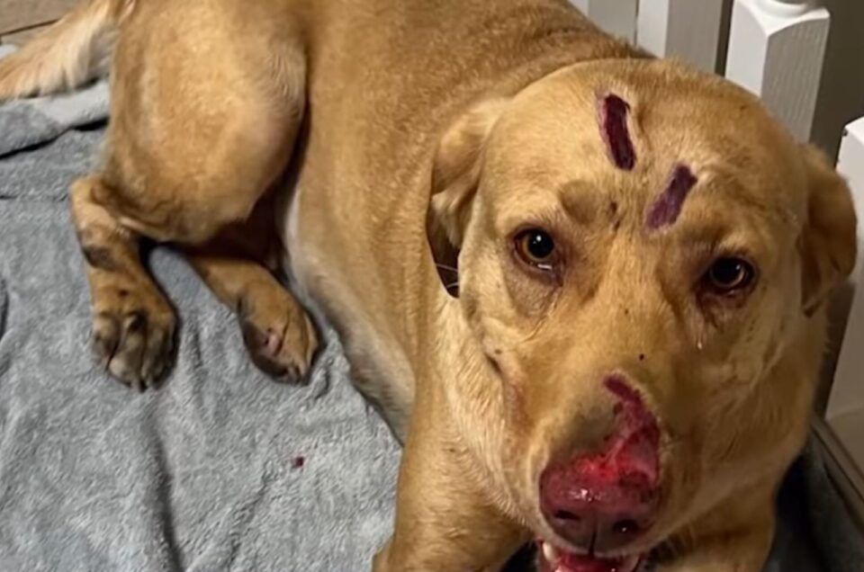 Utah Labrador Endures 30 Bites In Fierce Battle With Mountain Lion To Save Her Family’s Lives