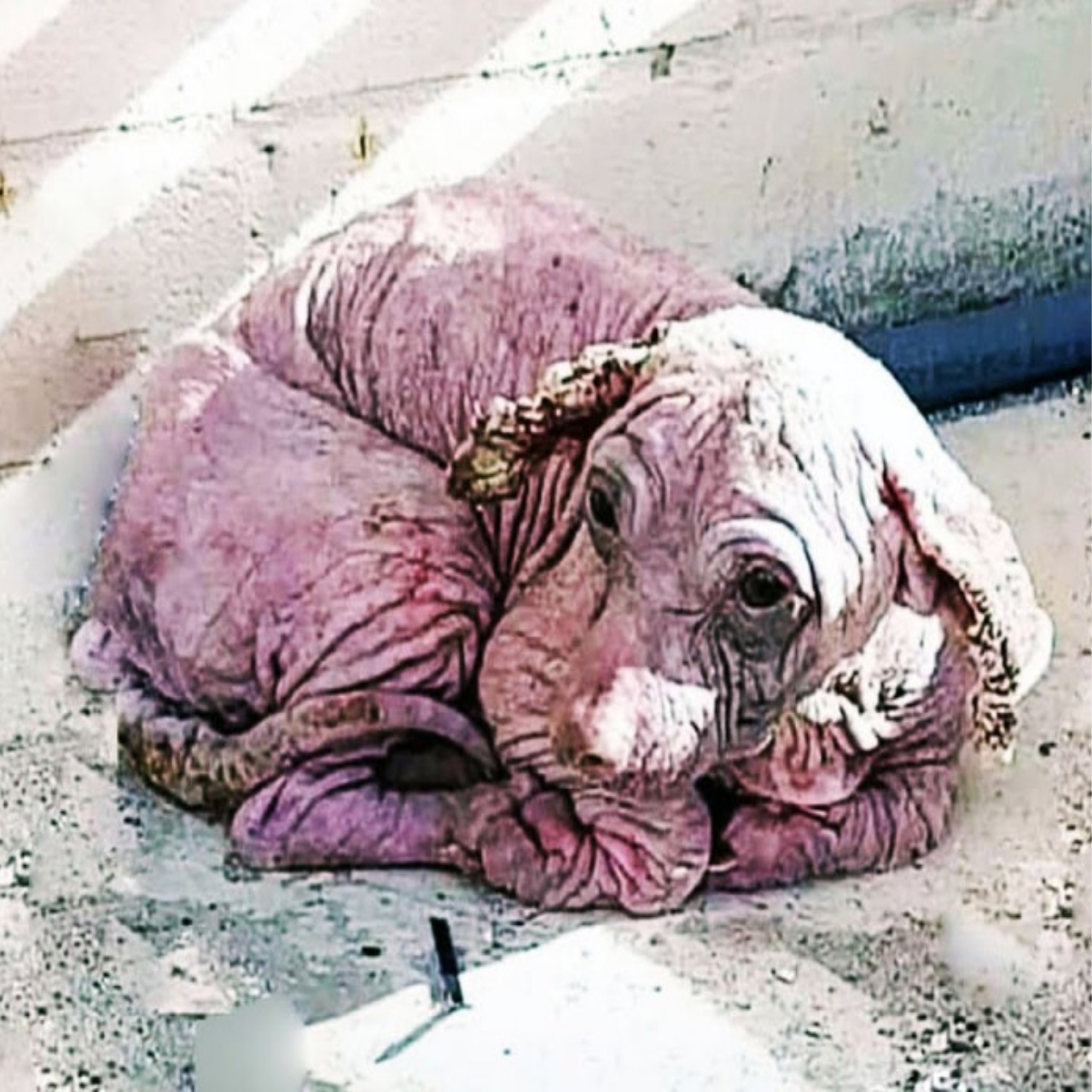 From Neglect to Joy: Dobby’s Transformative Journey of Love and Healing in Texas