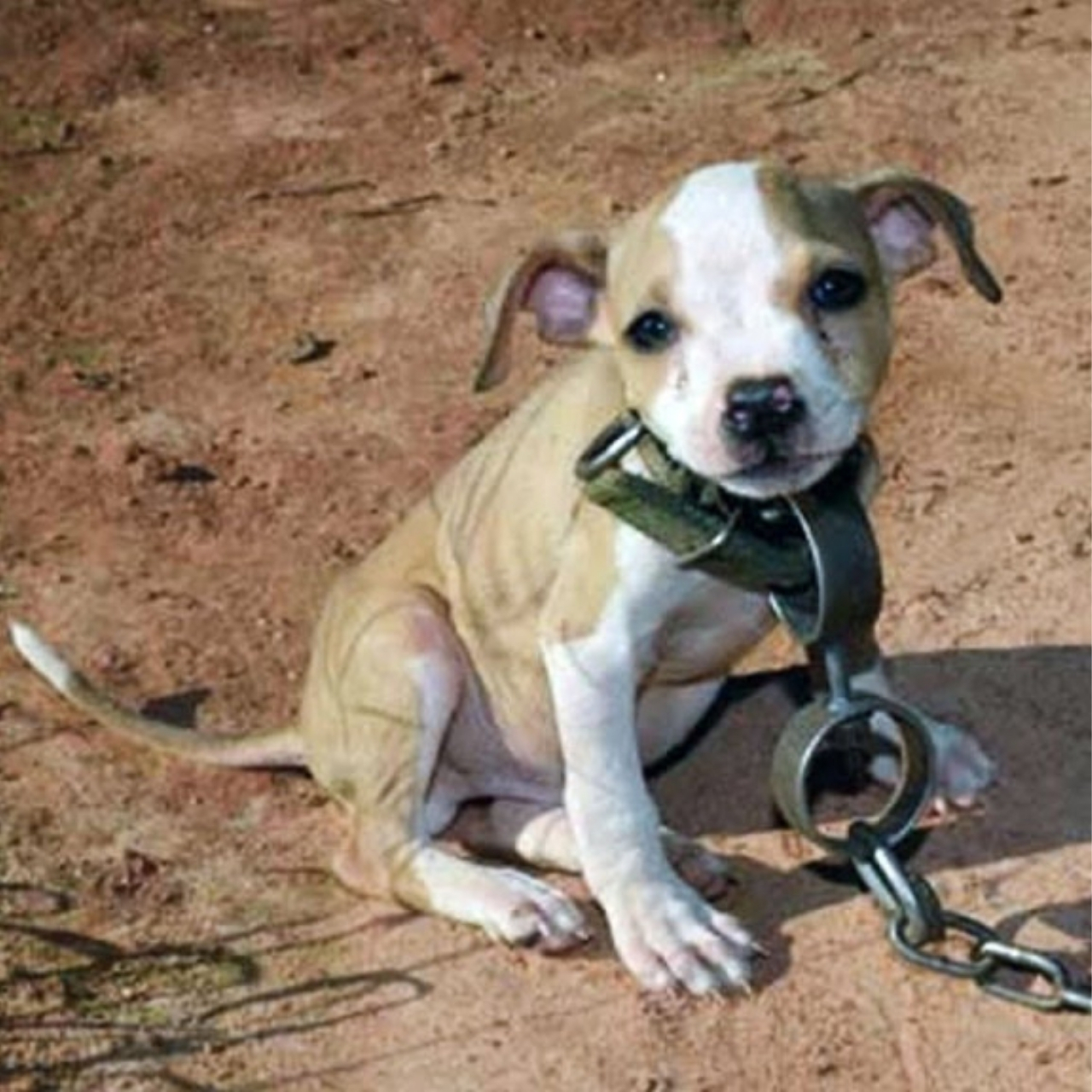 From Fighting Farm to Forever Home: Timmy the Puppy Triumphs Over Trauma