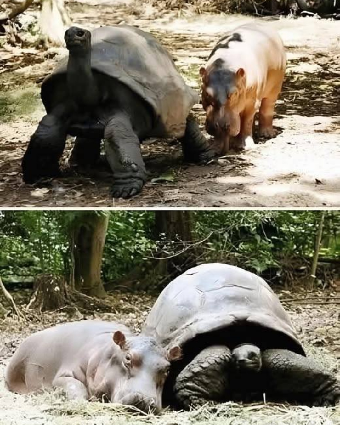 Owen and Mzee: An Unlikely Bond.