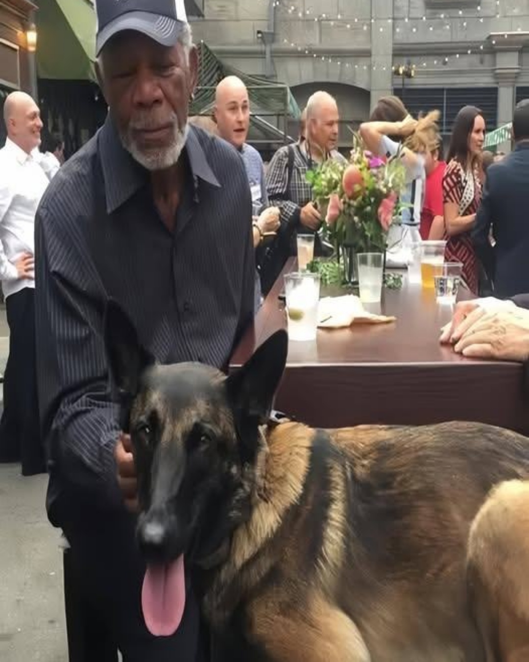 Morgan Freeman’s 88th Birthday Gift Saves Thousands of Stray Dogs.