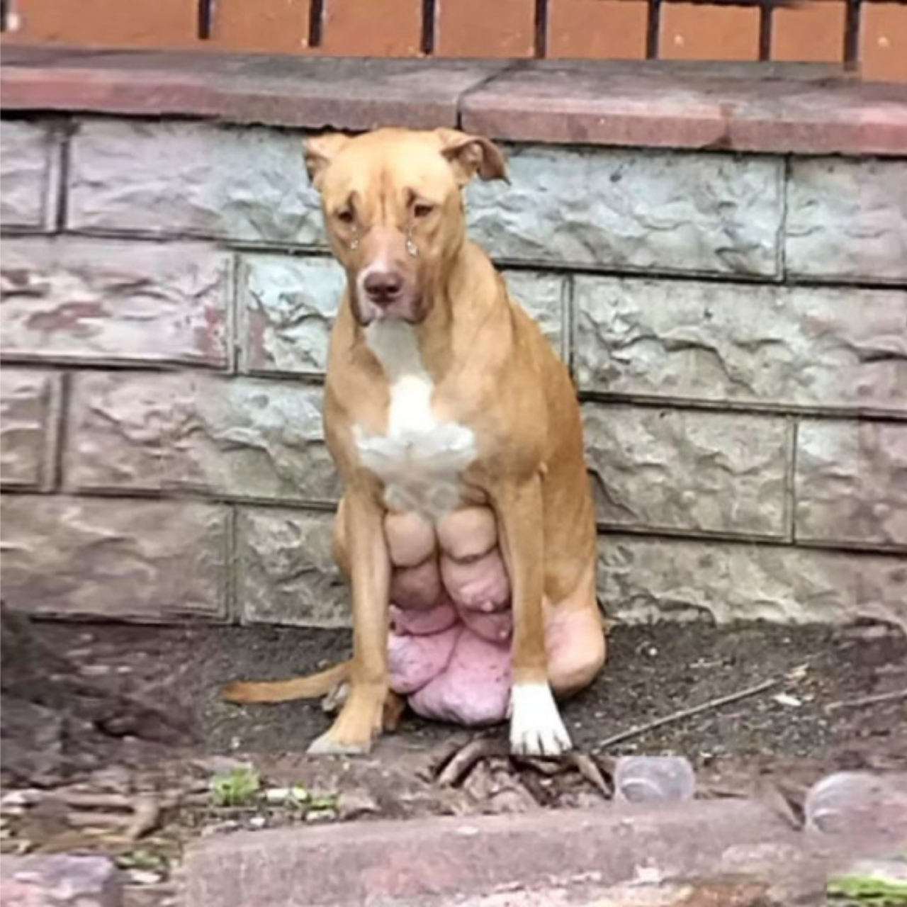 From Abandonment to Adoration: Hera’s Heartwarming Journey to Healing and Happiness