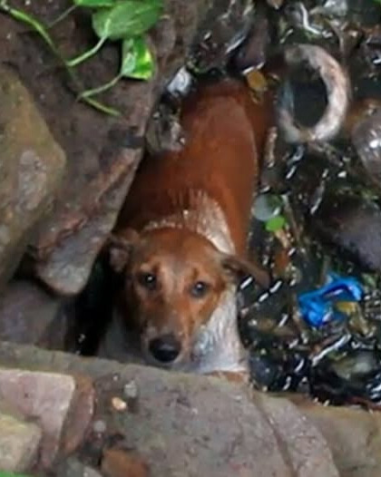 “Rescue and Redemption: How Compassion is Saving India’s Forgotten Animals”.