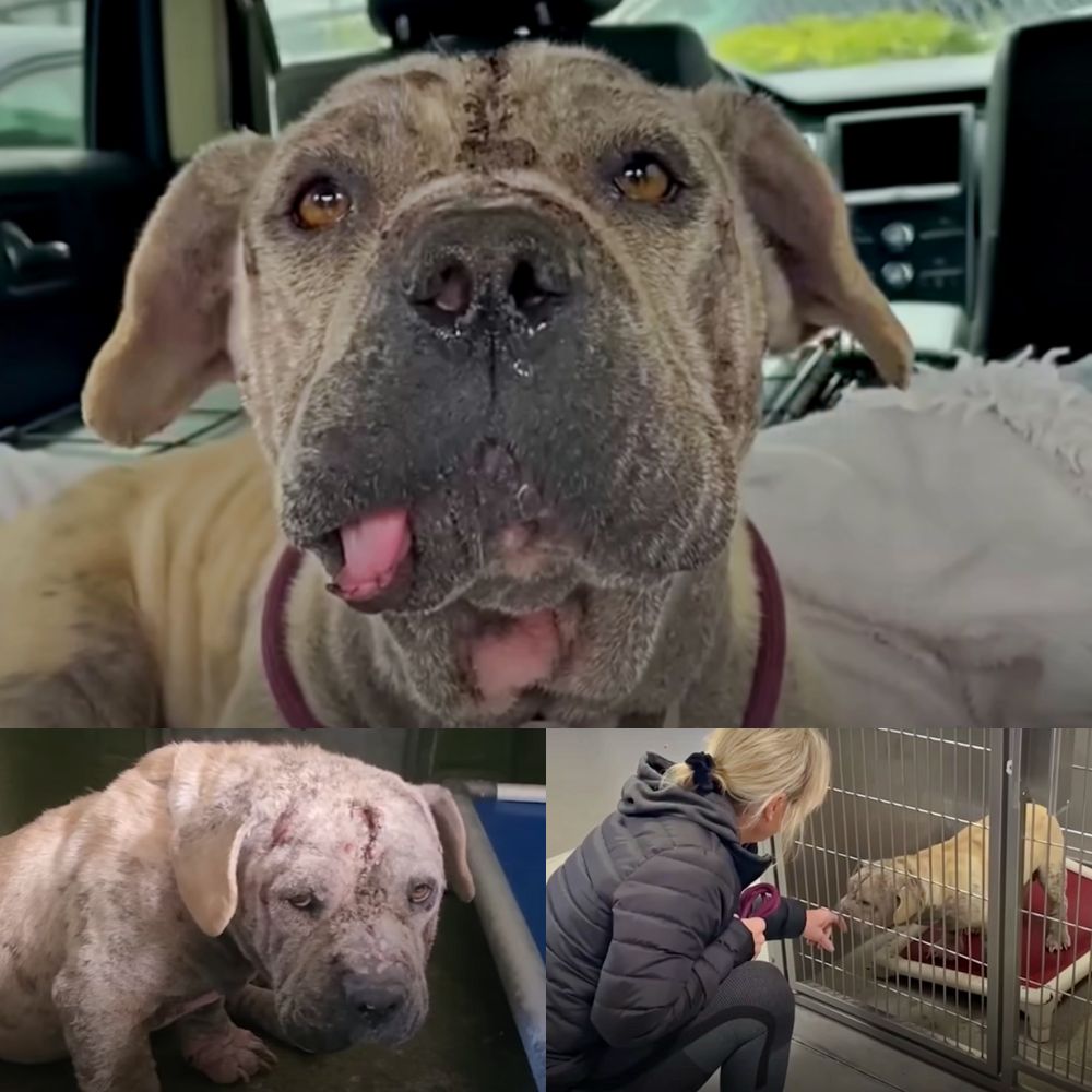 An “ugly” dog that no one wants is rescued from the shelter, but still needs a home.