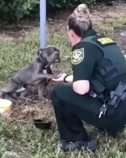 “Liam – The Abandoned Dog Who Chose Hope Over Hate”.