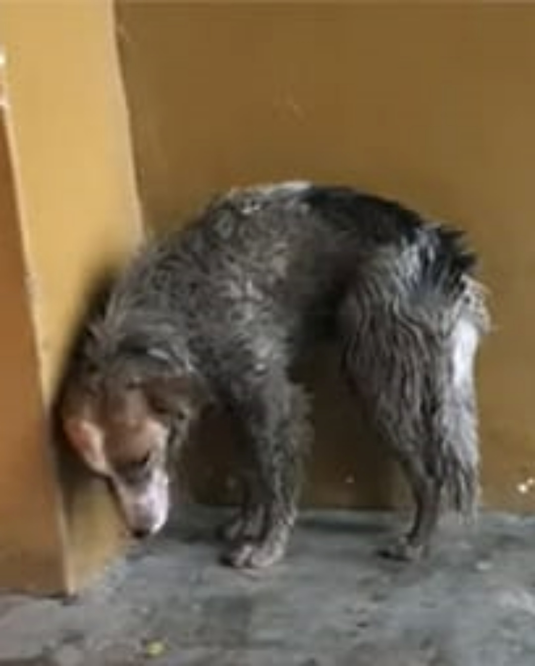 Out of Pain, Into the Light: Nulli’s New Life.