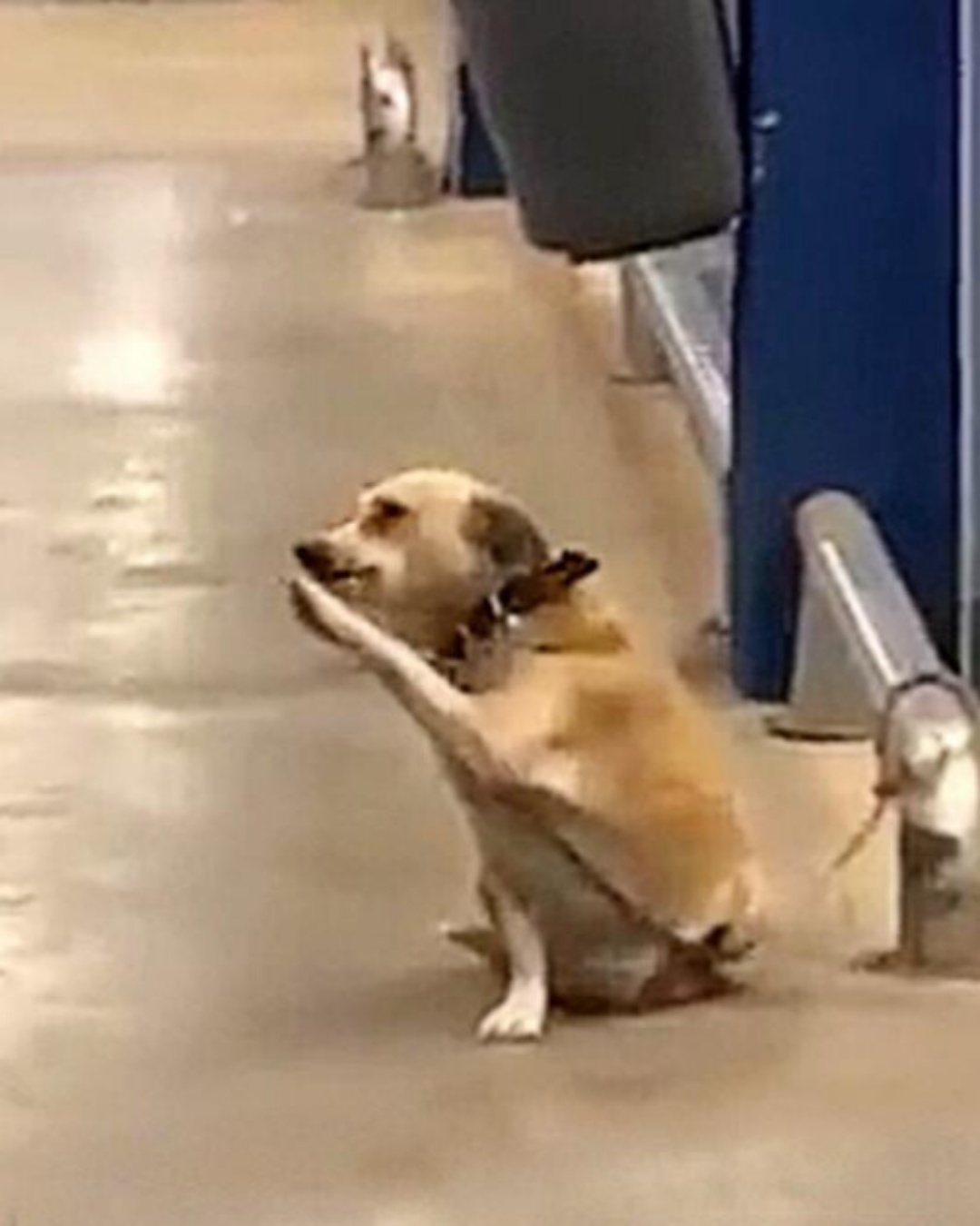 “The Little Greeter Who Stole Everyone’s Heart”