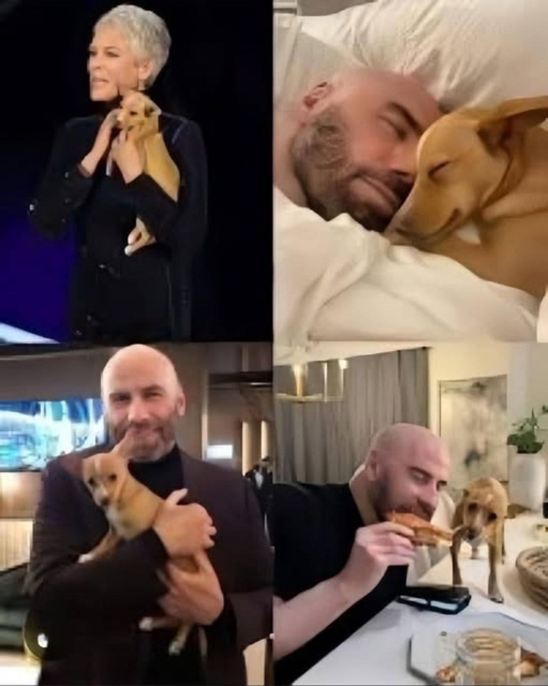 The Night a Homeless Puppy Became Hollywood’s Luckiest Star