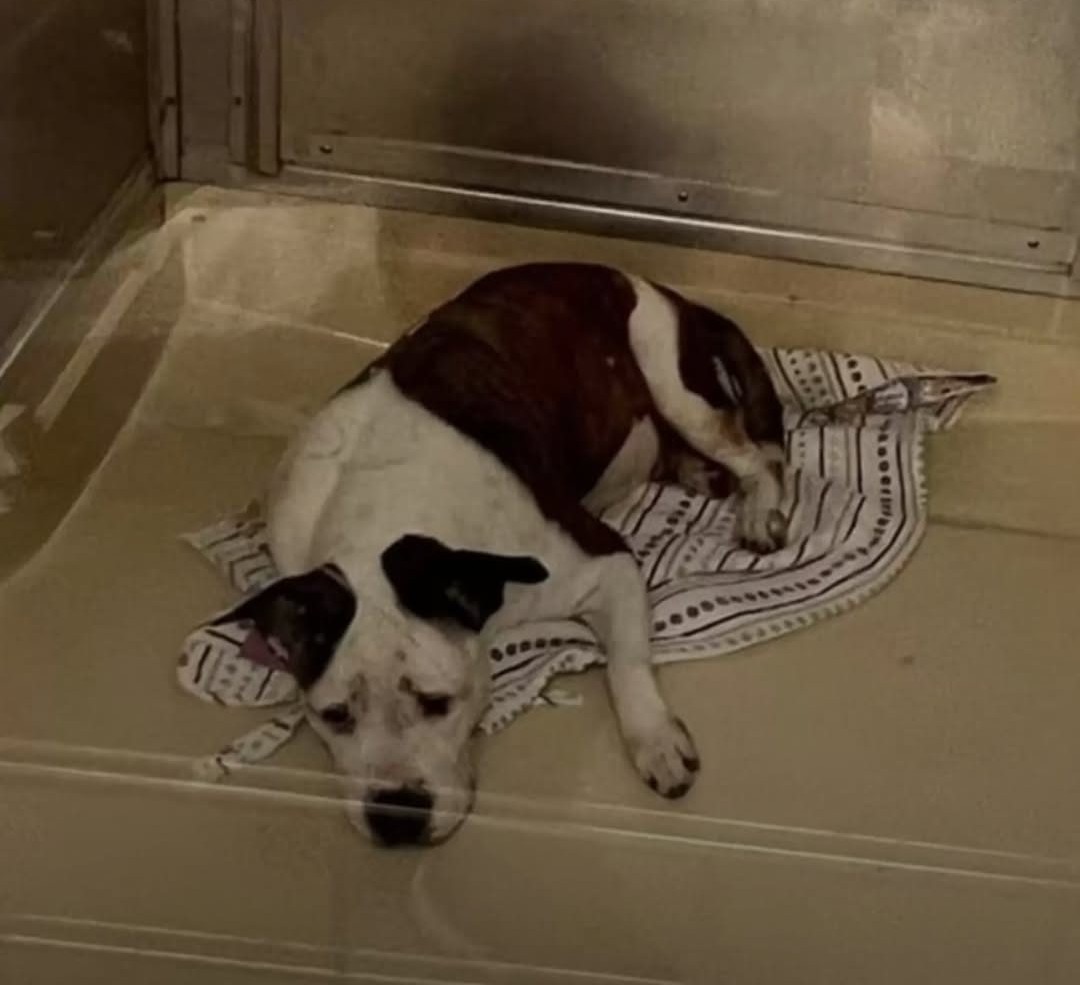 Heartbroken Shelter Dog Is Near Tears While Waiting For A Forever Home