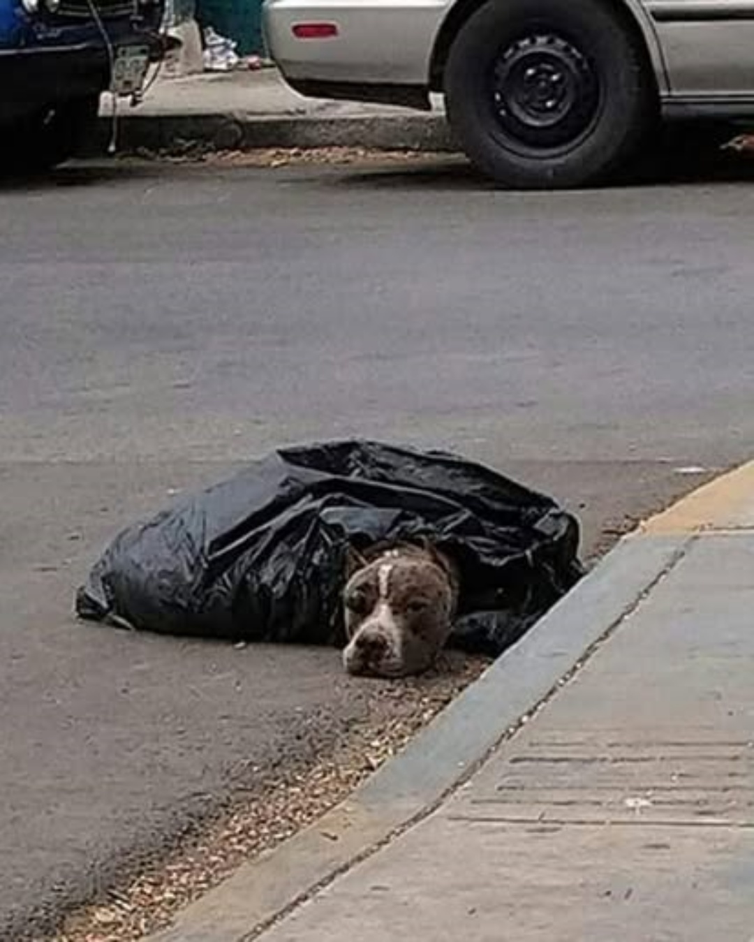 One Final Breath: The Silent Victim of Dogfighting.