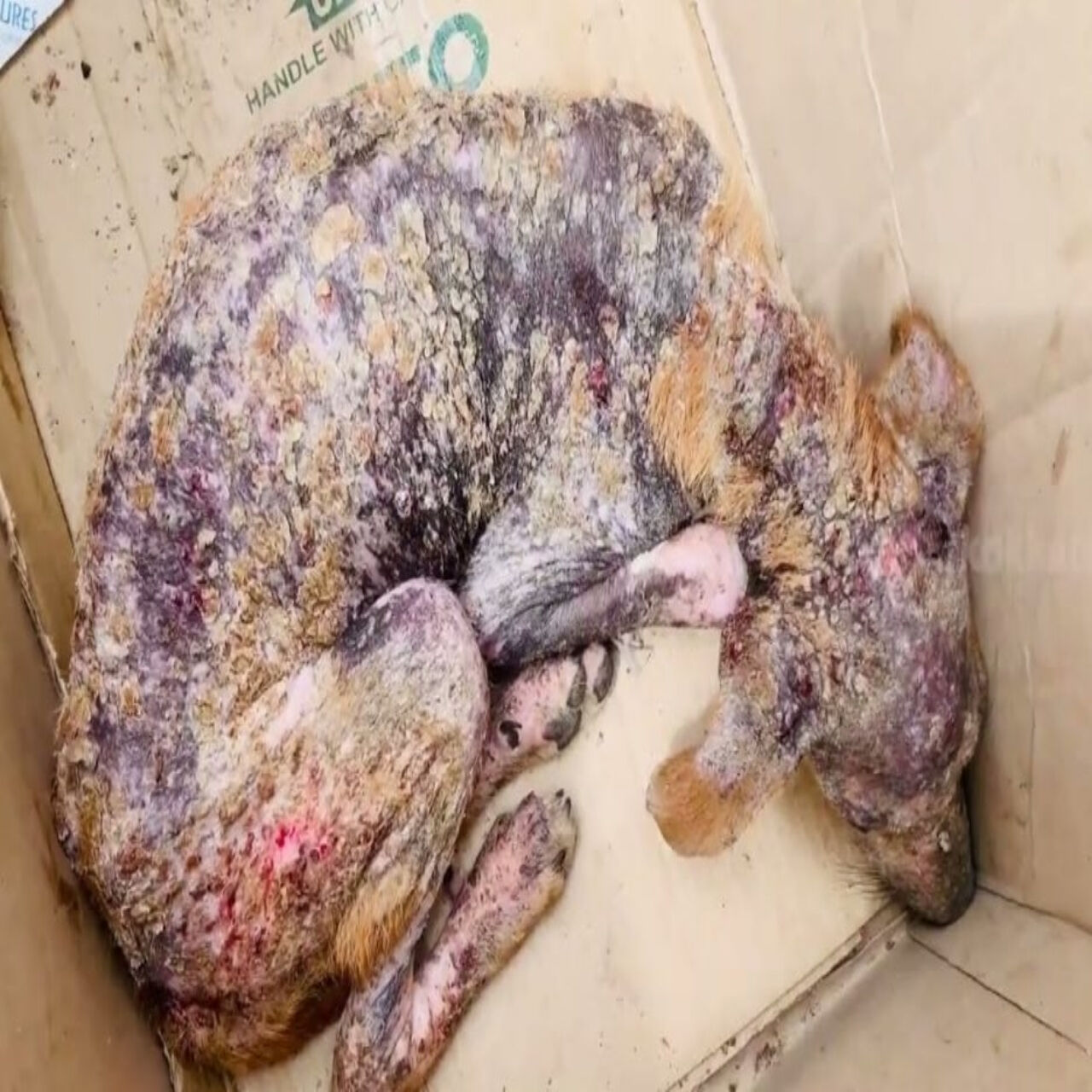 From Abandonment to Hope: Rescued Dog’s Remarkable Journey to Recovery and Happiness