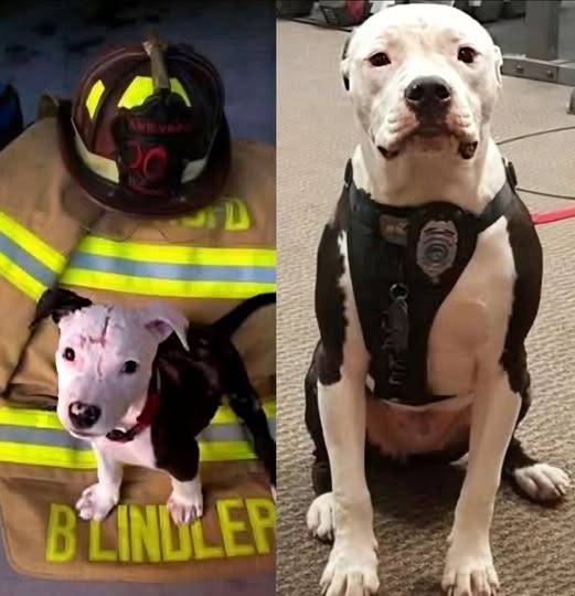 The Puppy Who Wouldn’t Give Up.