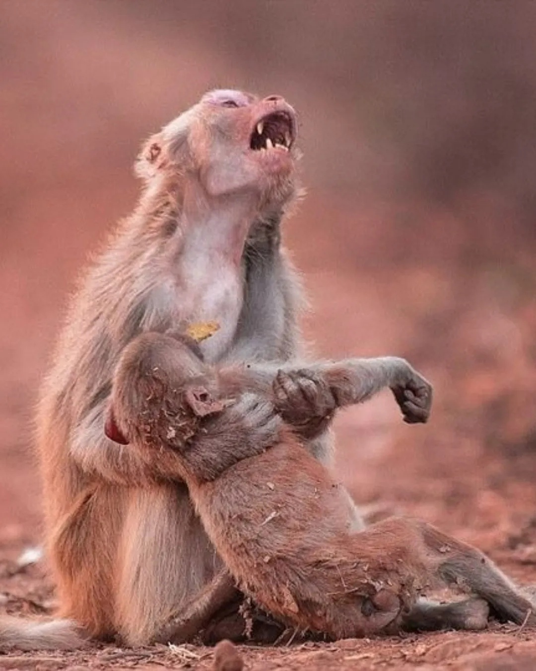 Heartbroken Monkey Holds Her Baby, Praying for a Miracle.818