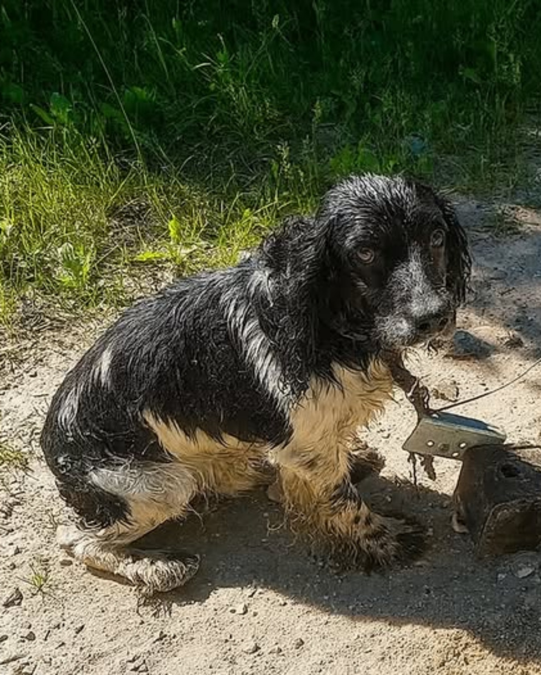 The Dog Who Crawled Back From the Darkness.