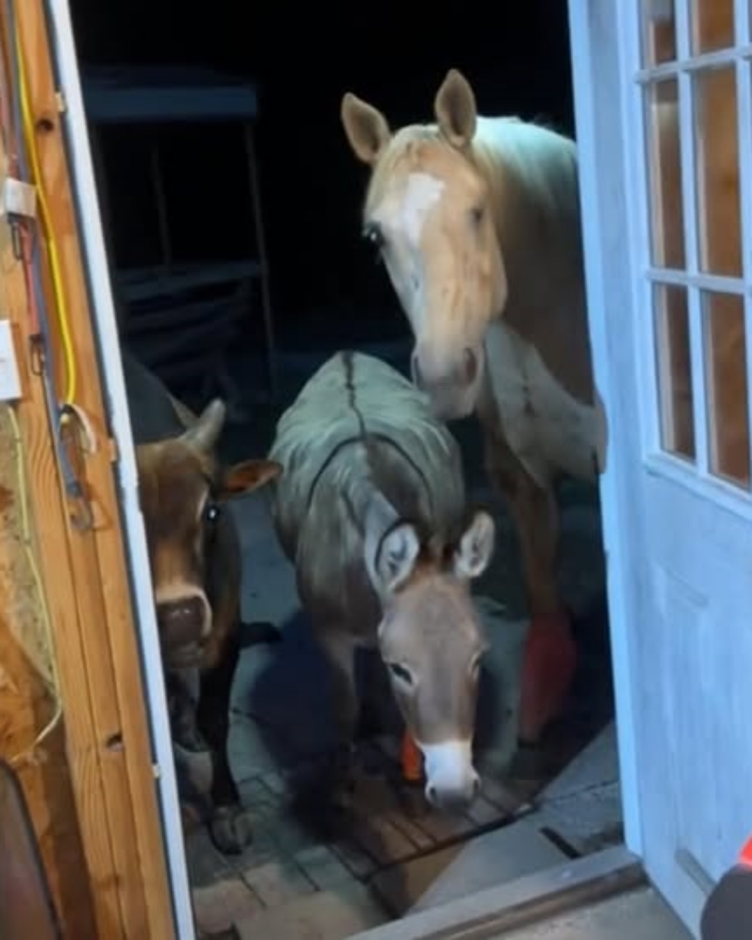 When the Animals Came to Welcome Our Baby.