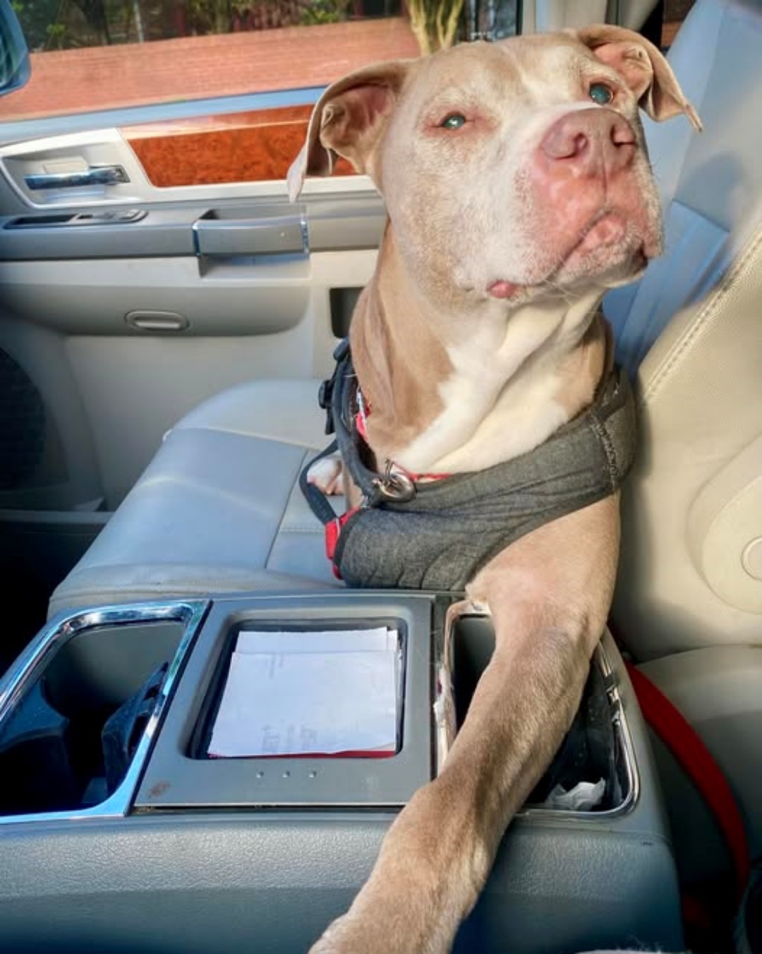 The Dog I Saved Who Ended Up Saving Me.