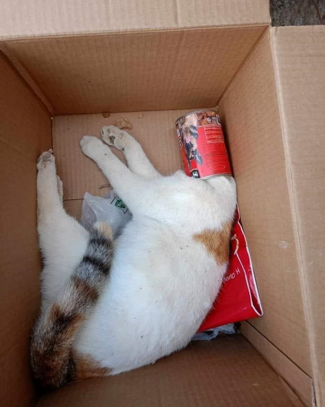 This Tiny Cat Died Because of Human Carelessness.