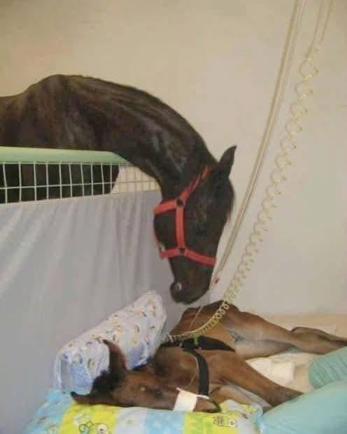 A Mother’s Miracle: The Foal That Came Back to Life.