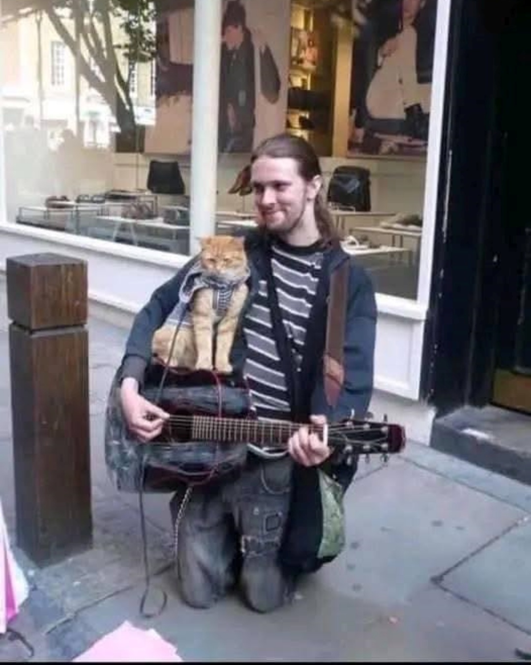 The Cat Who Never Left Me.