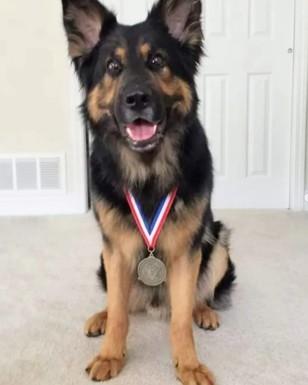 Rest Easy, K-9 Duke—A Hero Remembered.