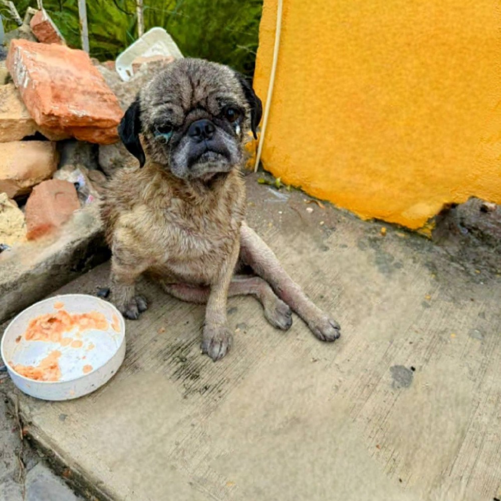 From abandonment to hope: a forgotten dog finds a second chance at life.