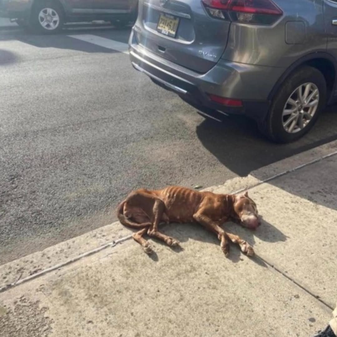 People Spot Dog Collapsed On Sidewalk And Realize She’s Still Alive
