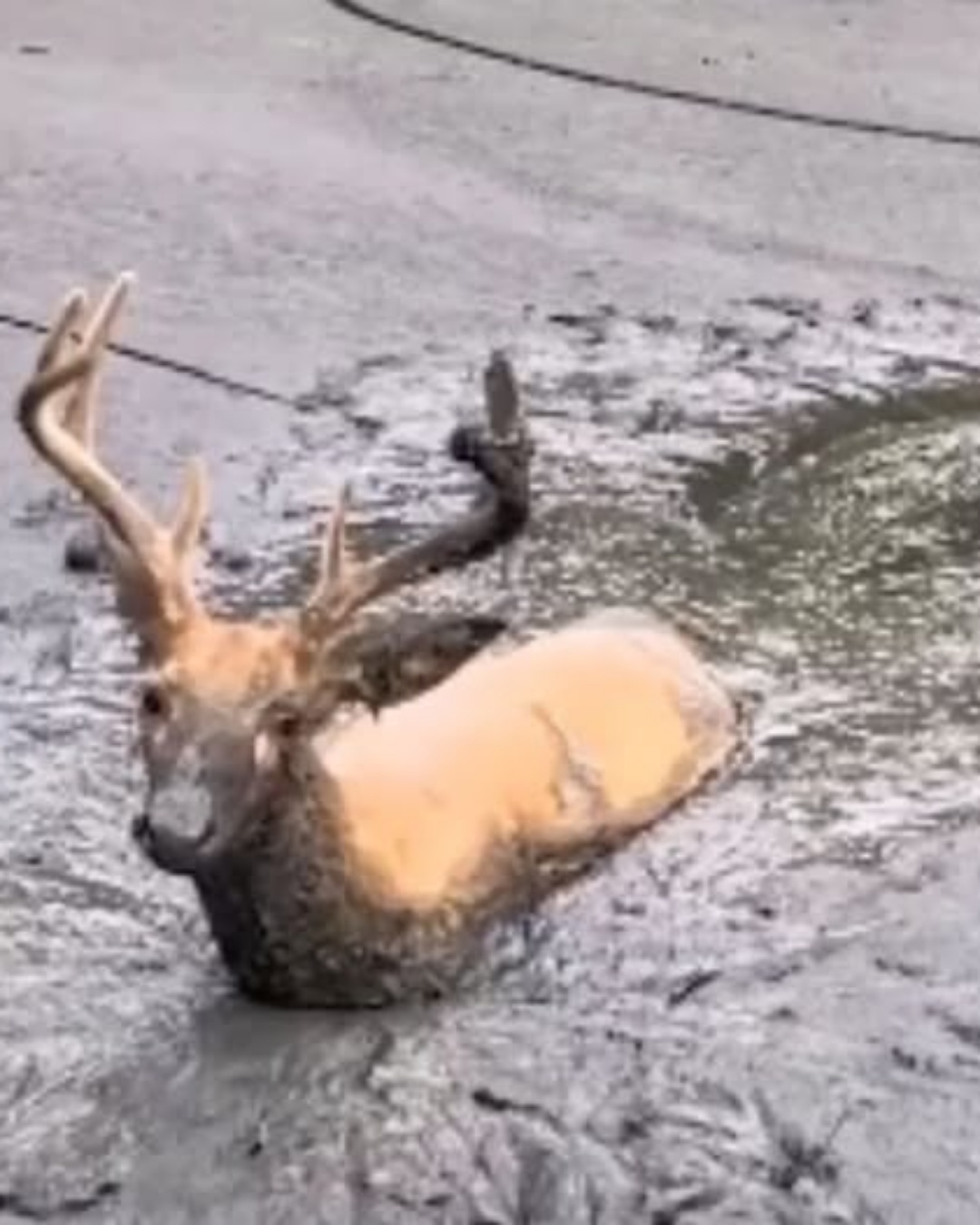 A Cry for Help: The Desperate Buck Rescued from Deep Mud.