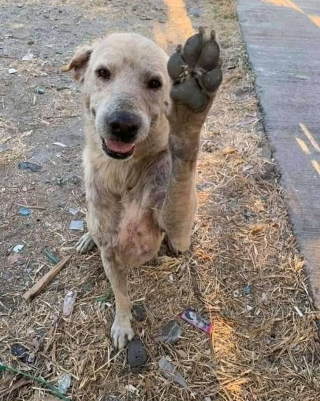 He Raised His Paw—And Changed His Life Forever.