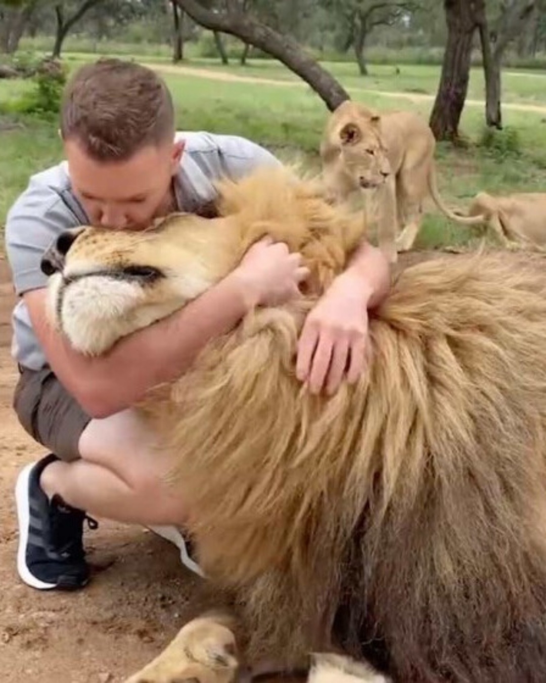 A Lion’s Trust: The Unbreakable Bond Between Man and Beast.