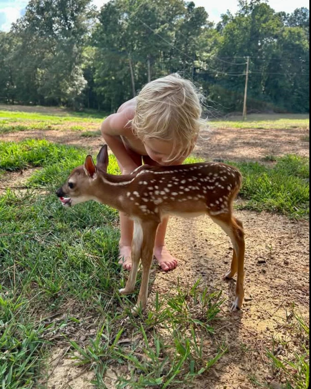 A Magical Encounter: The Fawn That Followed Jenny Home.