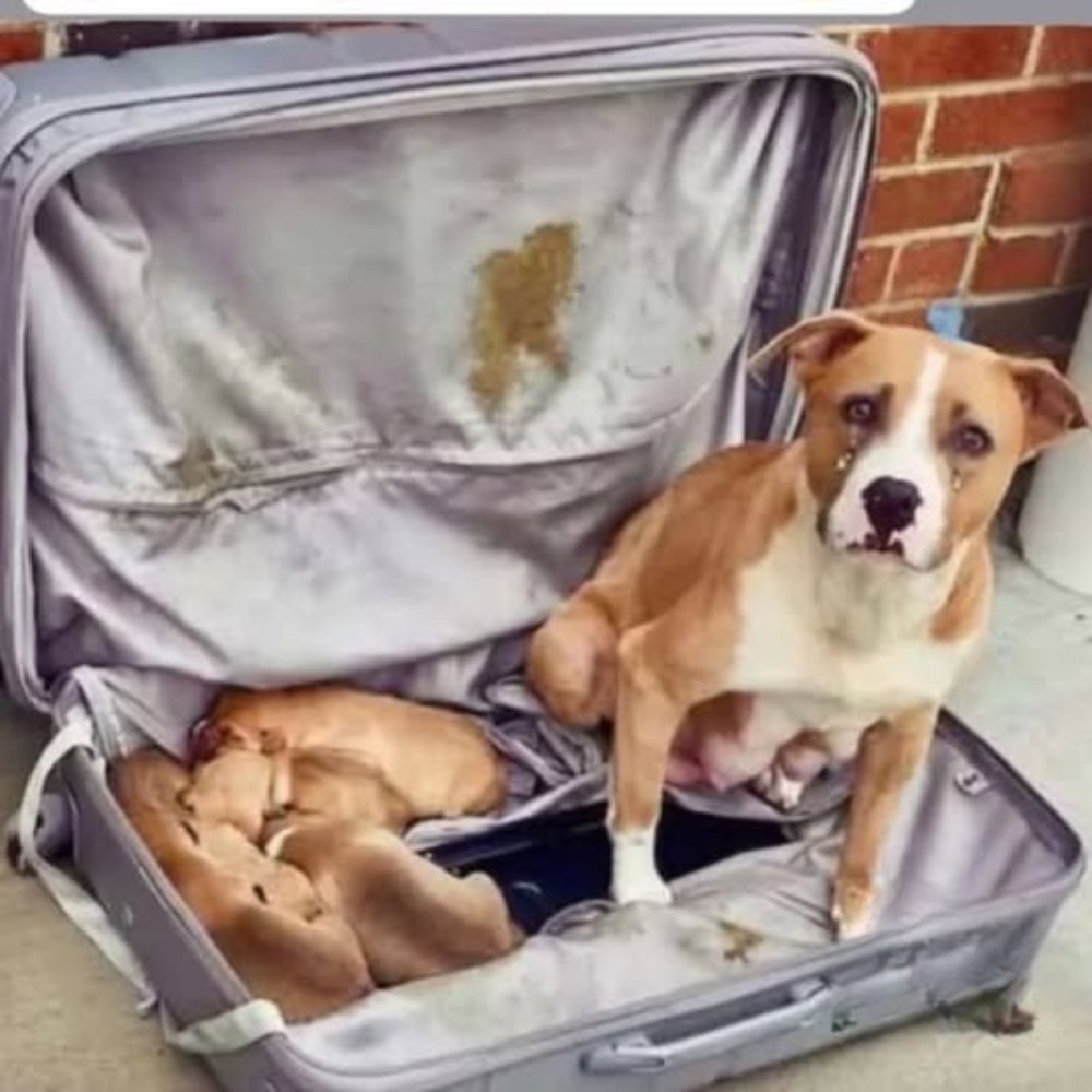A mother dog found in a suitcase with her puppies moved the world.