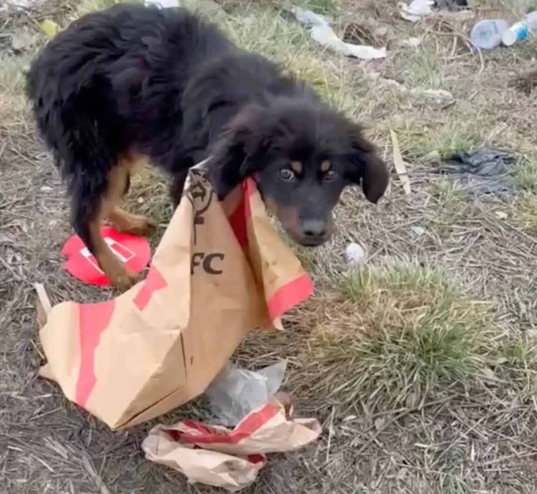 Puppy Trapped In KFC Bag Was Running Out Of Time — Then A Car Pulled Over