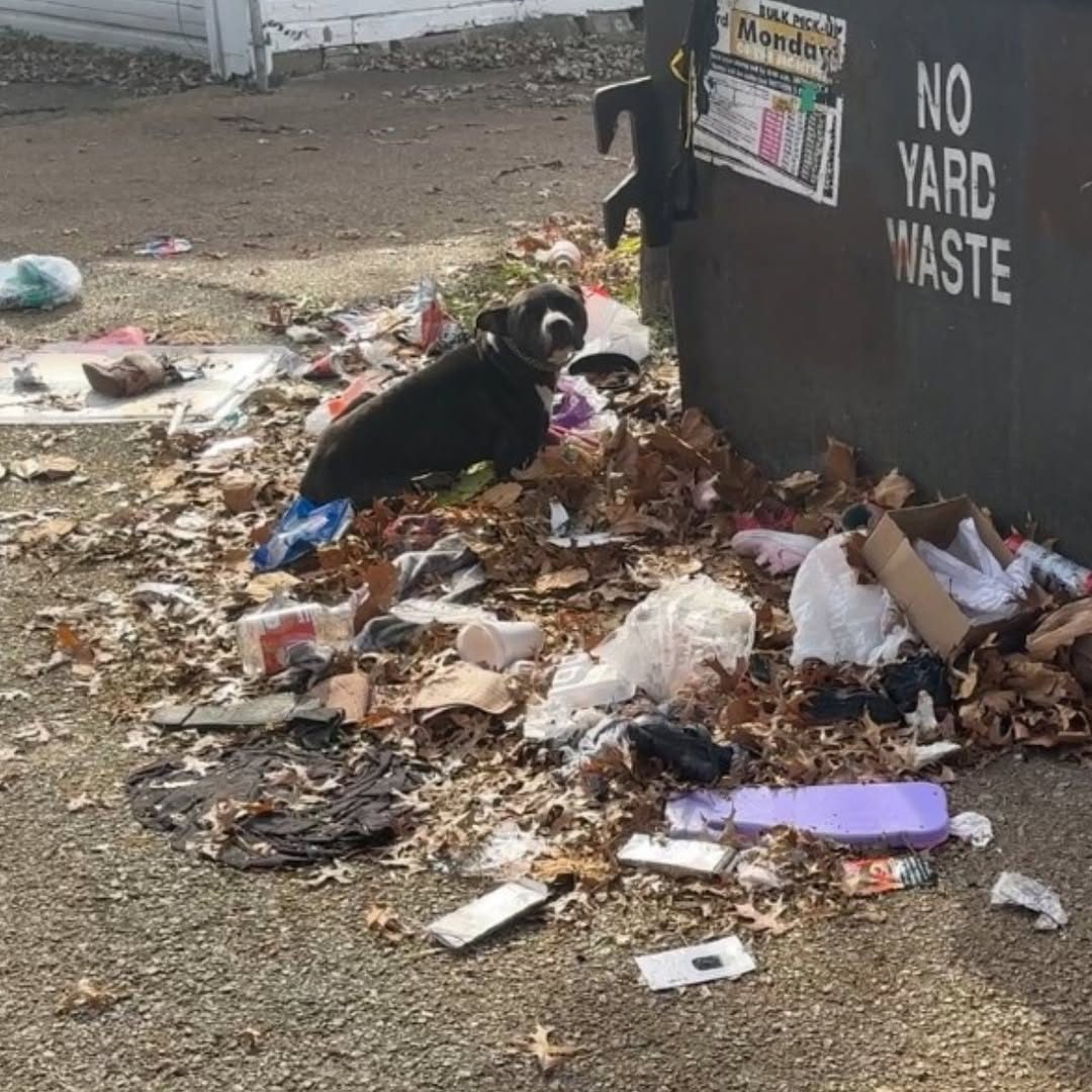 Rescuers Stop In Their Tracks When They See A Helpless Animal Tied To A Dumpster