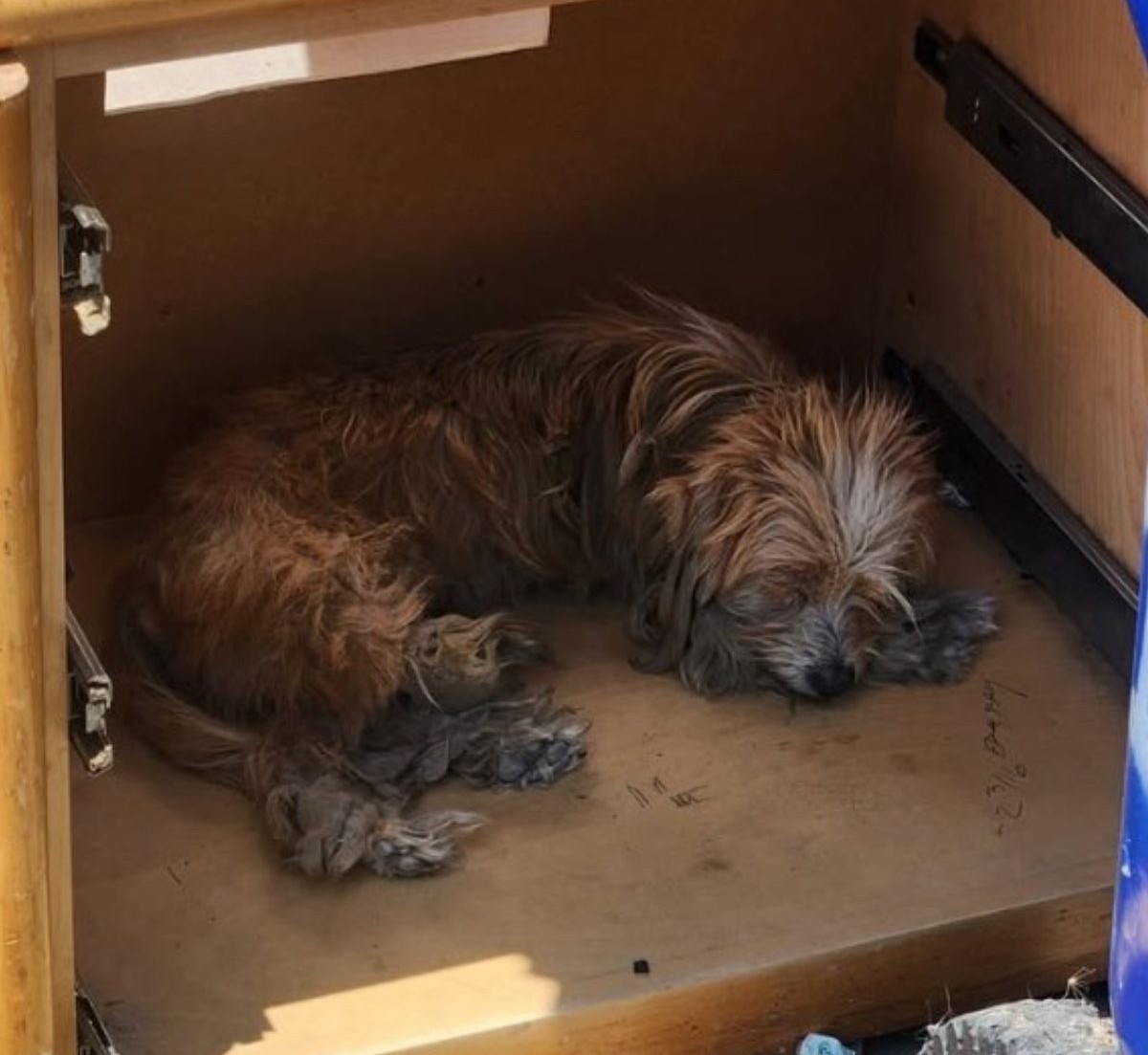 Abandoned Pups Sleeping In Broken Furniture Almost Lost Hope Of Ever Being Loved