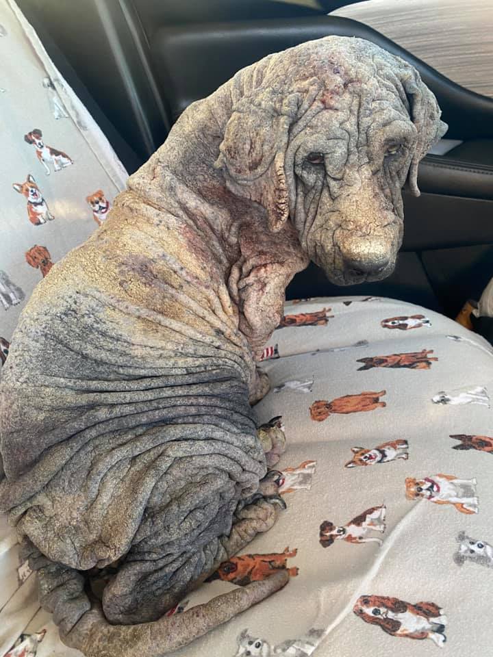 Abandoned dog looks like she’s made from stone after being ‘failed by humans