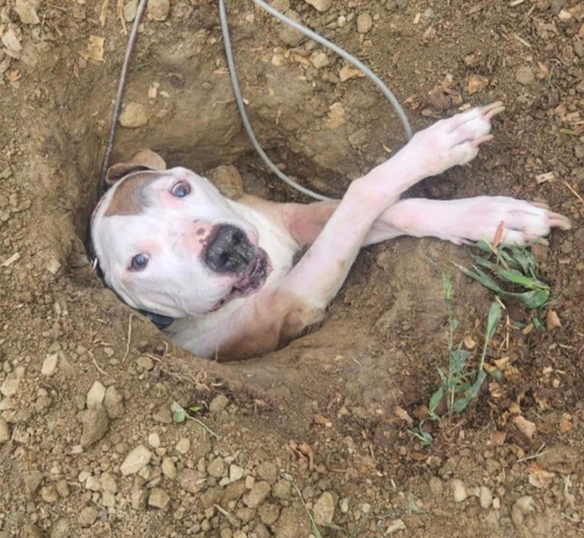 Dog Goes Outside To Use The Bathroom — And This Is How Rescuers Find Him