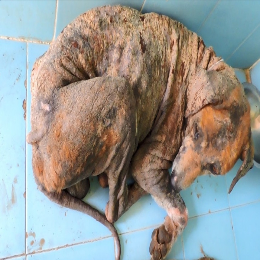 From Despair to Joy: Stray Dog’s Miraculous Transformation Inspires Hope and Compassion