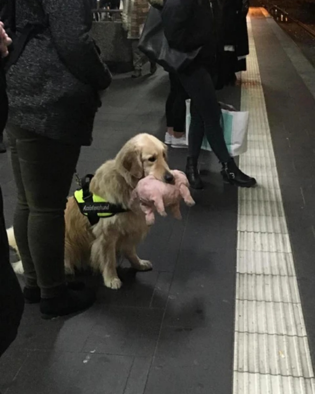“Even Heroes Need Comfort: The Assistance Dog and Its Beloved Plush Pig”.