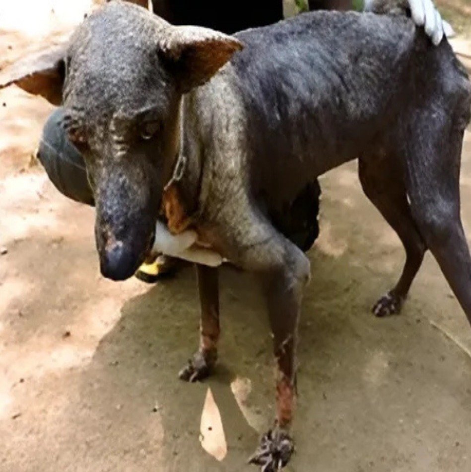 We Feared She Wouldn’t Make It But This Dog’s Recovery from Mange Is Nothing Short of a Miracle