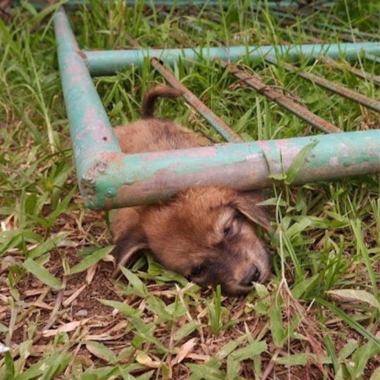 Puppy Rescued from Perilous Plight Finds Forever Home with Compassionate Rescuer