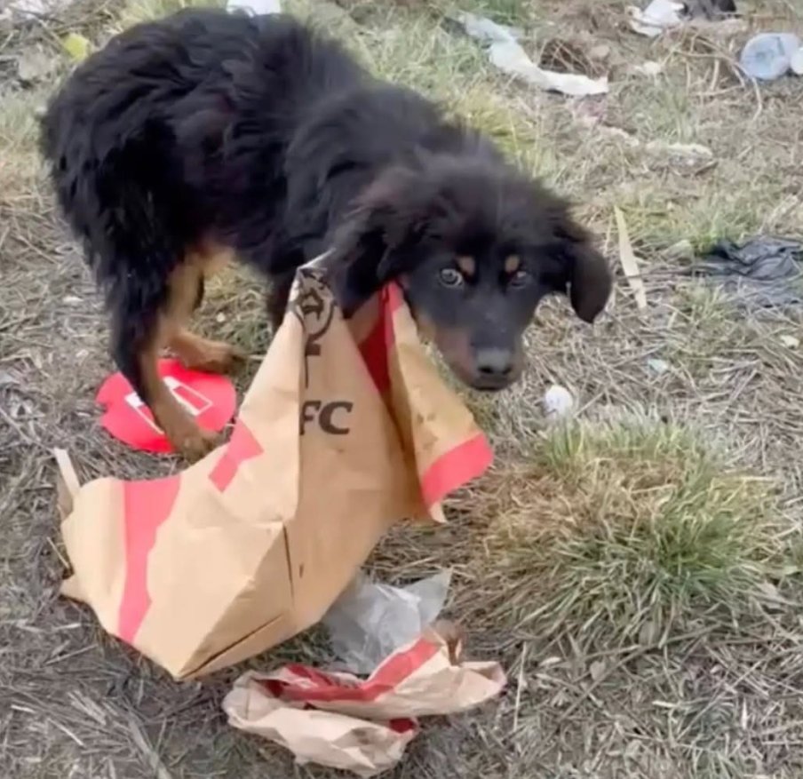 Puppy Trapped In KFC Bag Was Running Out Of Time Then A Car Pulled Over